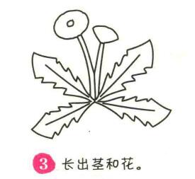 蒲公英简笔画画法步骤03