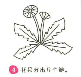 蒲公英简笔画画法步骤04