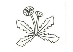蒲公英简笔画