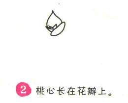 多肉植物简笔画画法步骤02
