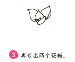 多肉植物简笔画画法步骤03