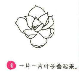 多肉植物简笔画画法步骤04