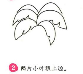 椰子树简笔画画法步骤02