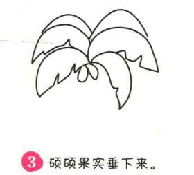 椰子树简笔画画法步骤03