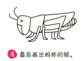 蚂蚱简笔画画法步骤04