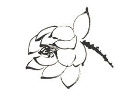 荷花花朵的画法（国画荷花用墨勾勒法）