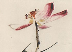 国画荷花作品图片
