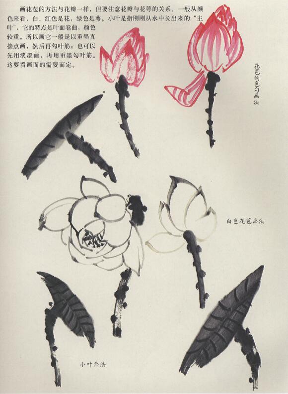 国画荷花花苞与小叶的画法