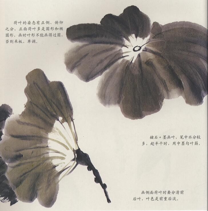 国画荷花荷叶的画法（色画法）