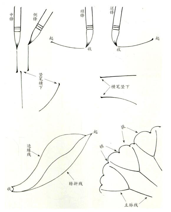 白描荷花用笔方法