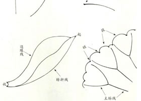 白描荷花用笔方法