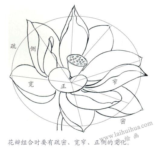 荷花花冠的白描造型