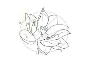 荷花花冠的白描造型