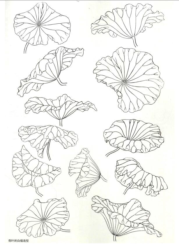 国画荷花之荷叶的白描造型