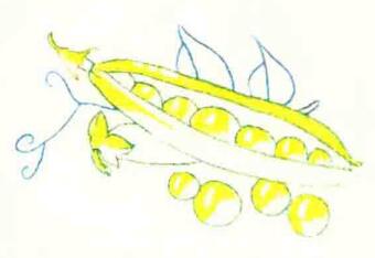 豌豆荚色铅笔简笔画画法步骤04