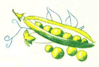 豌豆荚色铅笔简笔画画法步骤05
