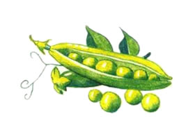 豌豆荚的色铅笔简笔画
