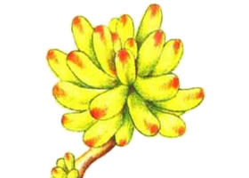 乙女心的色铅笔简笔画
