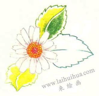 雏菊色铅笔简笔画画法步骤05
