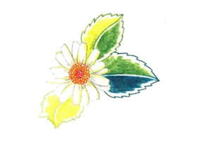 雏菊色铅笔简笔画