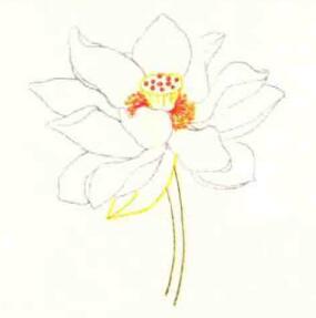 荷花色铅笔简笔画画法步骤03