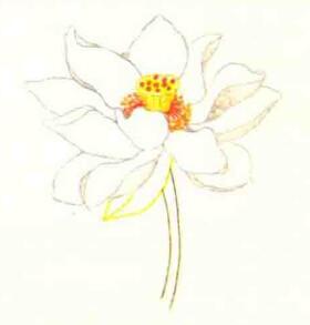 荷花色铅笔简笔画画法步骤04