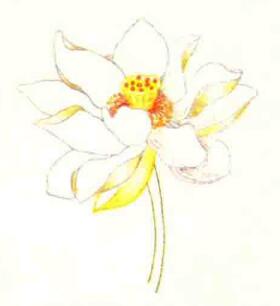荷花色铅笔简笔画画法步骤05