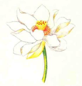 荷花色铅笔简笔画画法步骤06