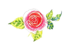 玫瑰花色铅笔简笔画
