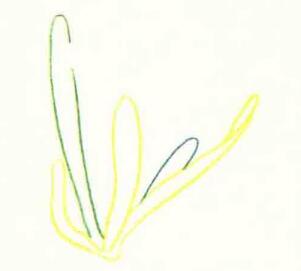 水仙花色铅笔简笔画画法步骤01