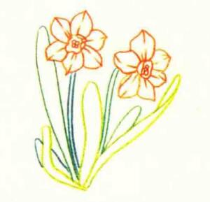 水仙花色铅笔简笔画画法步骤02