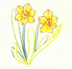 水仙花色铅笔简笔画画法步骤03
