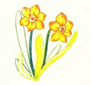 水仙花色铅笔简笔画画法步骤04