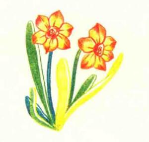 水仙花色铅笔简笔画画法步骤06