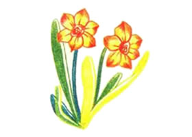 水仙花色铅笔简笔画