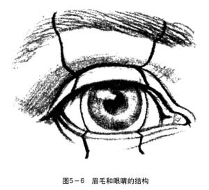 眉毛和眼睛的结构