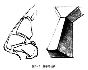 鼻子的结构