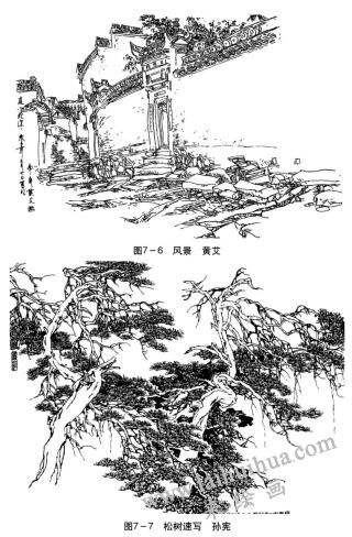 松树速写