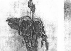  花的素描画法范例（三）