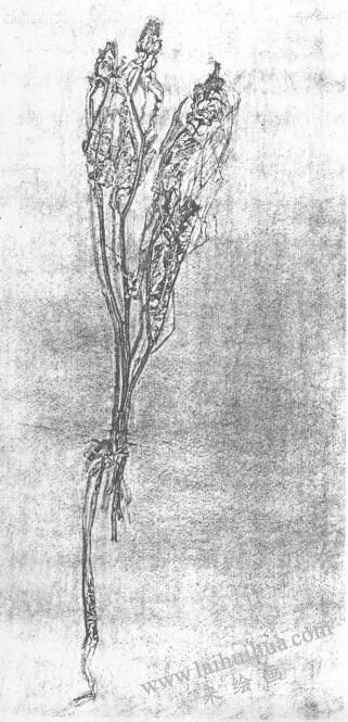 花的素描画01