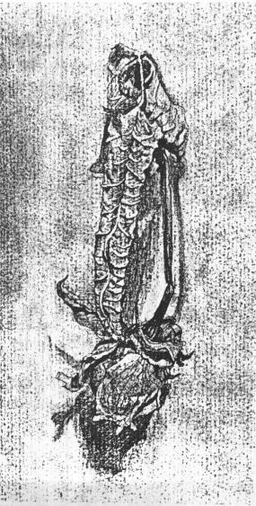 花的素描画02