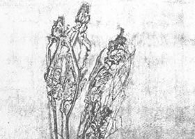 花的素描画法范例（四）