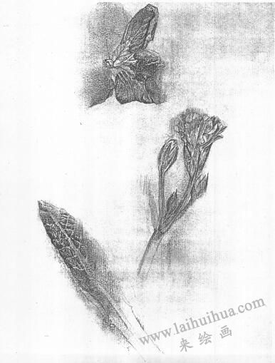 花的素描画02