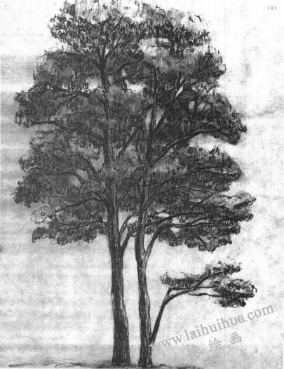 树木的素描画01