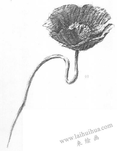 花的素描画01