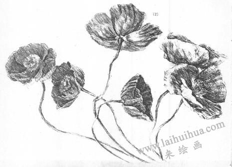花的素描画02