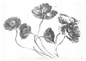 花的素描画法范例（一）