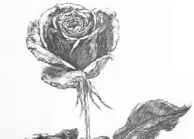 花的素描画法范例（二）
