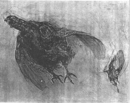 鸟的素描画法范例01