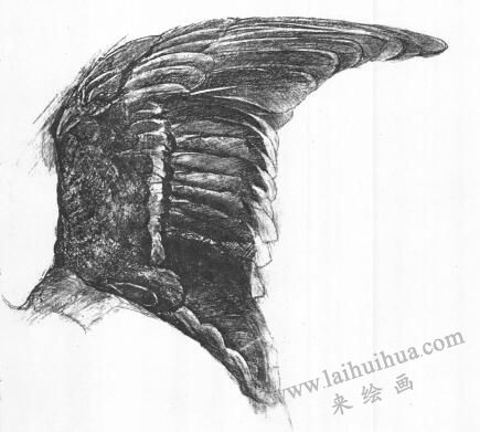 鸟的素描画法范例02